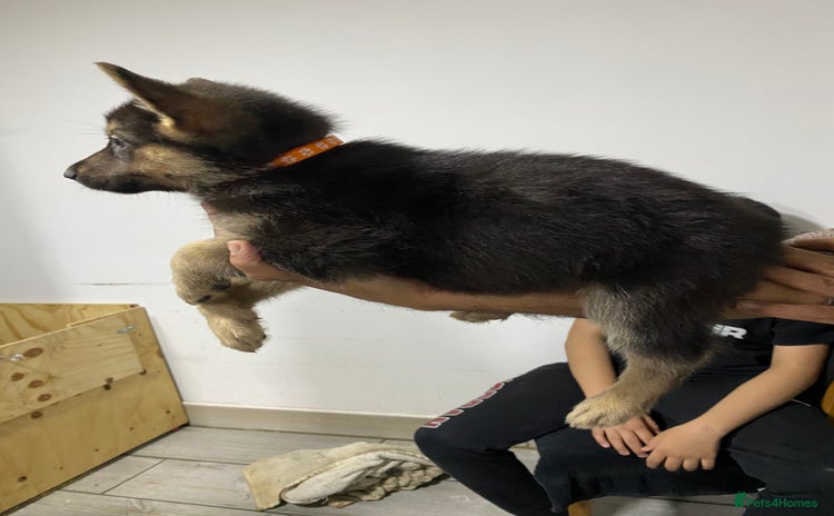 German Shepherd dogs - Advert 2