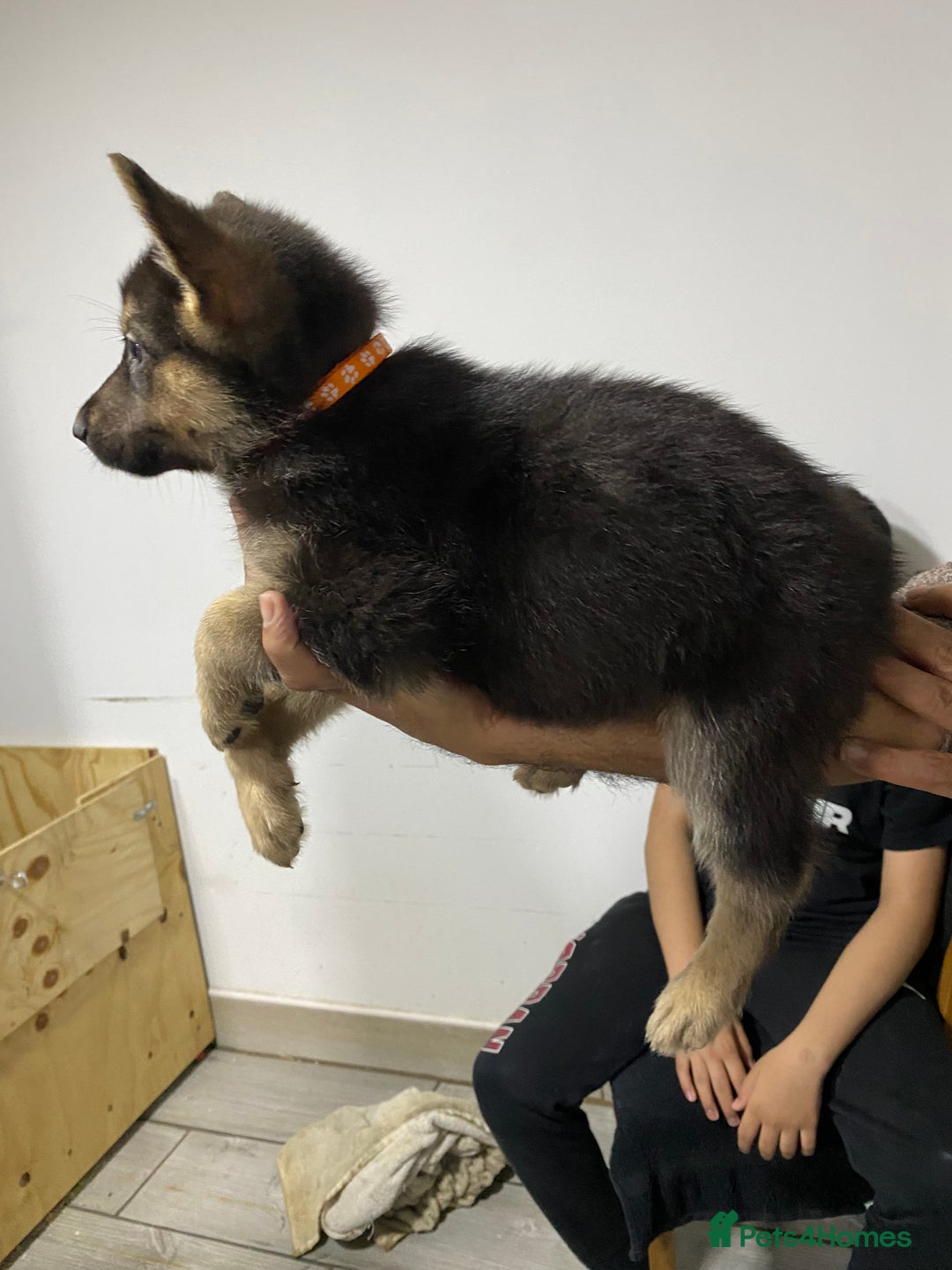 German Shepherd dogs for sale: German Shepard Puppies - Image 1