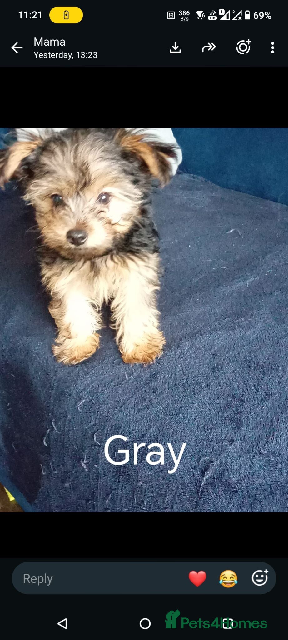 Chorkie dogs 5 beautiful Chorkie pups ready to go now 4g 1 boy - Advert 2