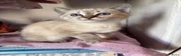 Mixed Breed cats for sale: Neutered male cat  - Advert 34