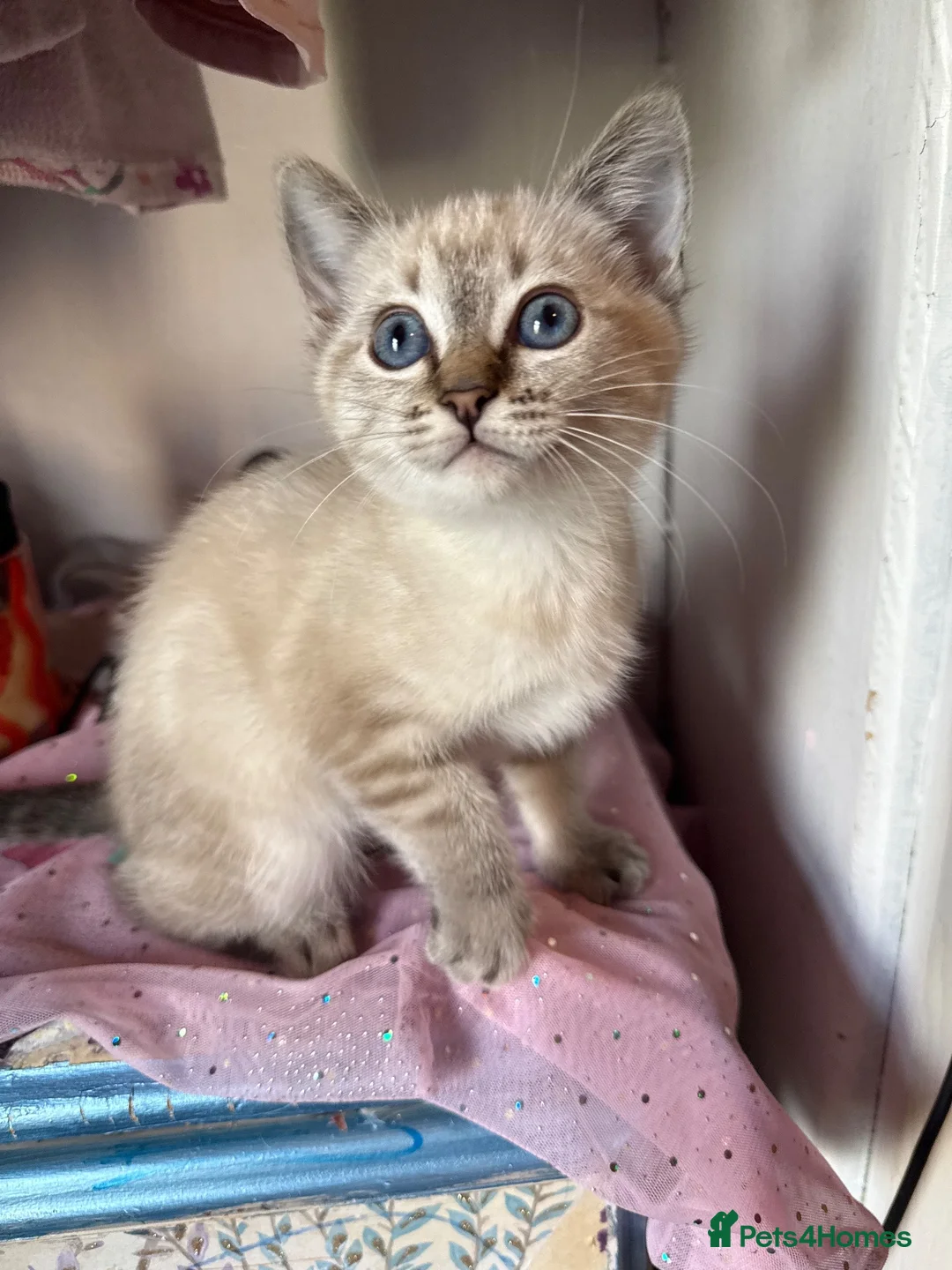 Mixed Breed cats for sale: Neutered male cat  - Advert 34