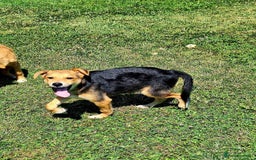 Mixed Breed dogs for adoption: Cola for adoption - Image 2