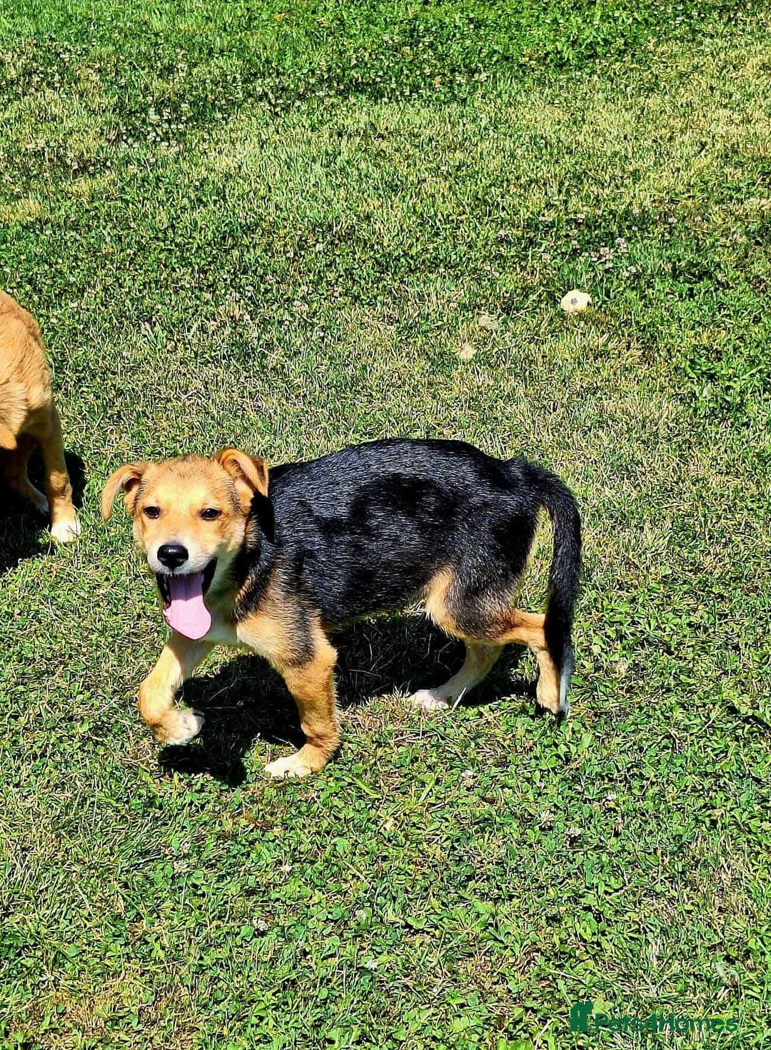 Mixed Breed dogs for adoption: Cola for adoption - Image 2