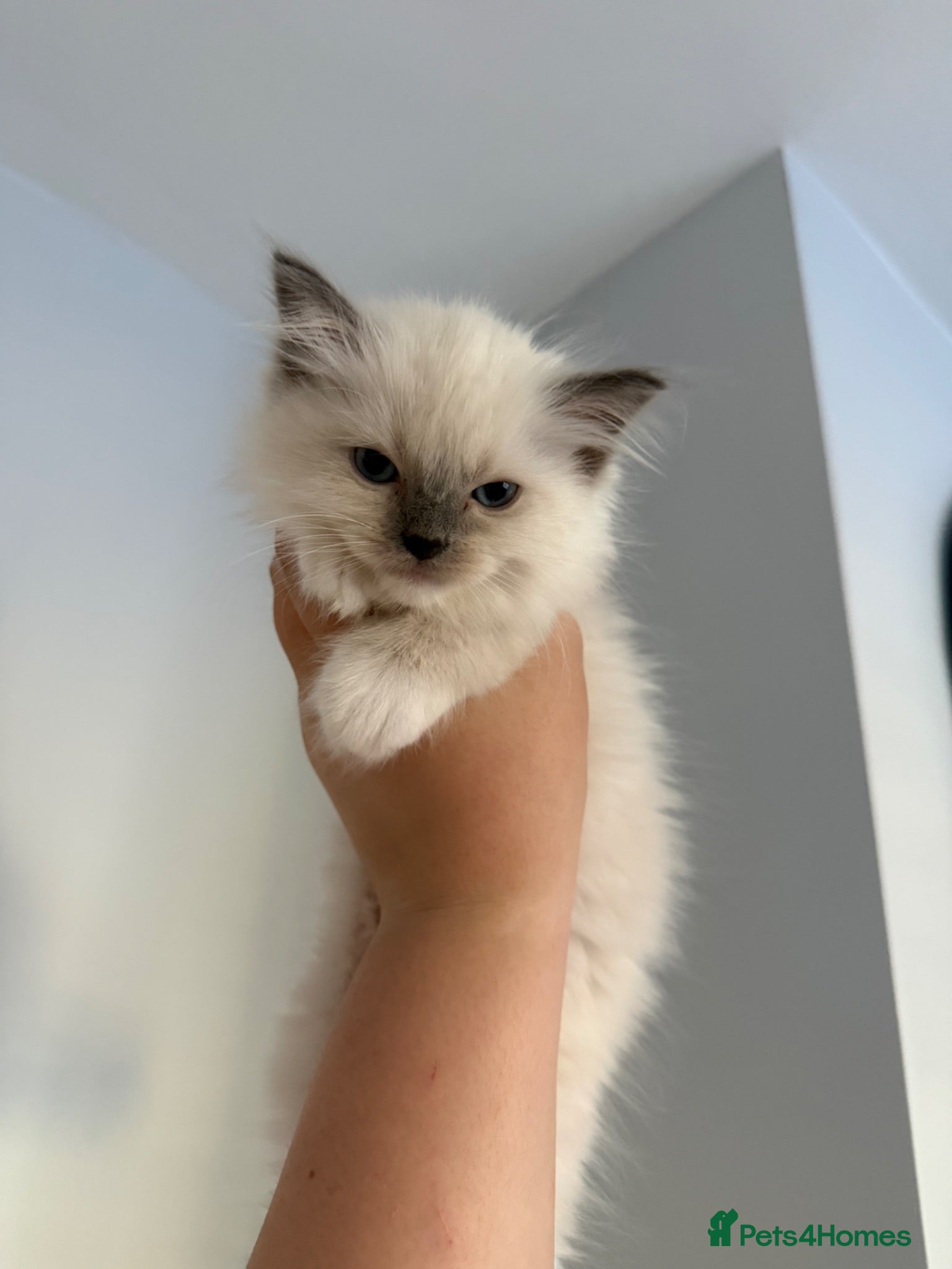 Ragdoll cats Last kitten! Reduced! - Advert 2