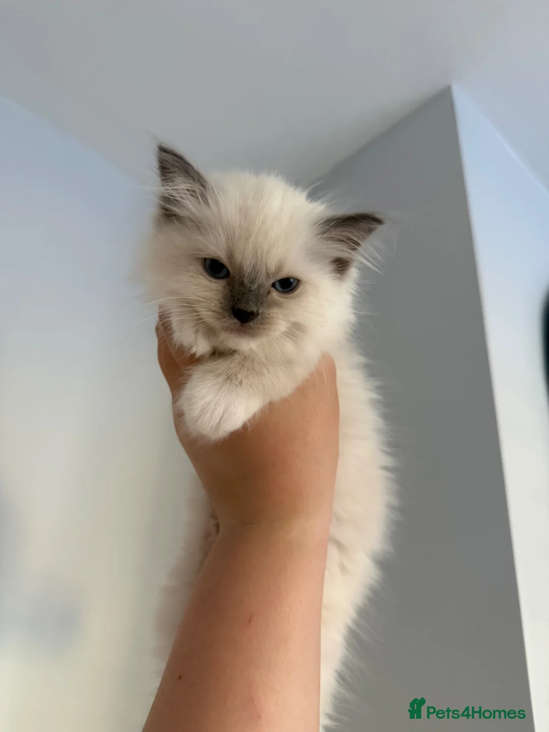 Ragdoll cats for sale: Last kitten! Reduced! - Advert 2