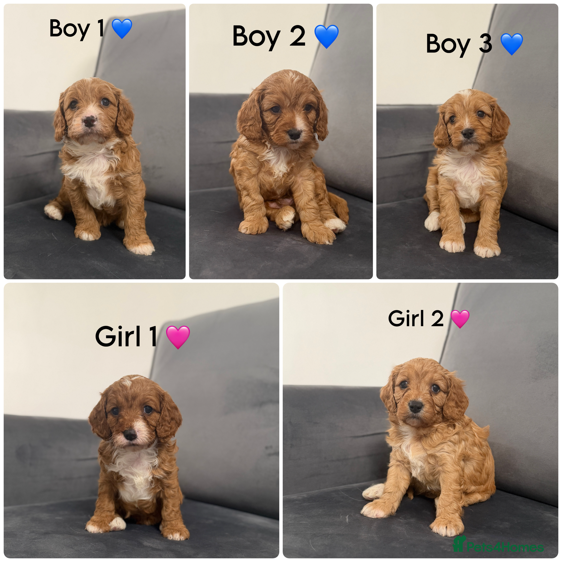 Cavapoo dogs Beautiful Cavapoo puppies - Advert 1