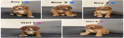 Cavapoo dogs for sale: Beautiful Cavapoo puppies - Advert 1