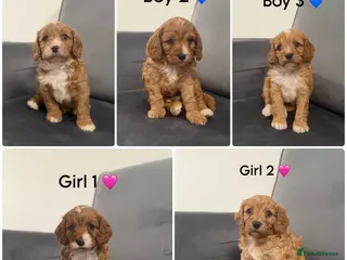 Cavapoo dogs Beautiful Cavapoo puppies - Advert 1