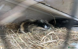 Guinea Pig rodents for sale: 2 bonded Male Guinea Pigs - Image 4