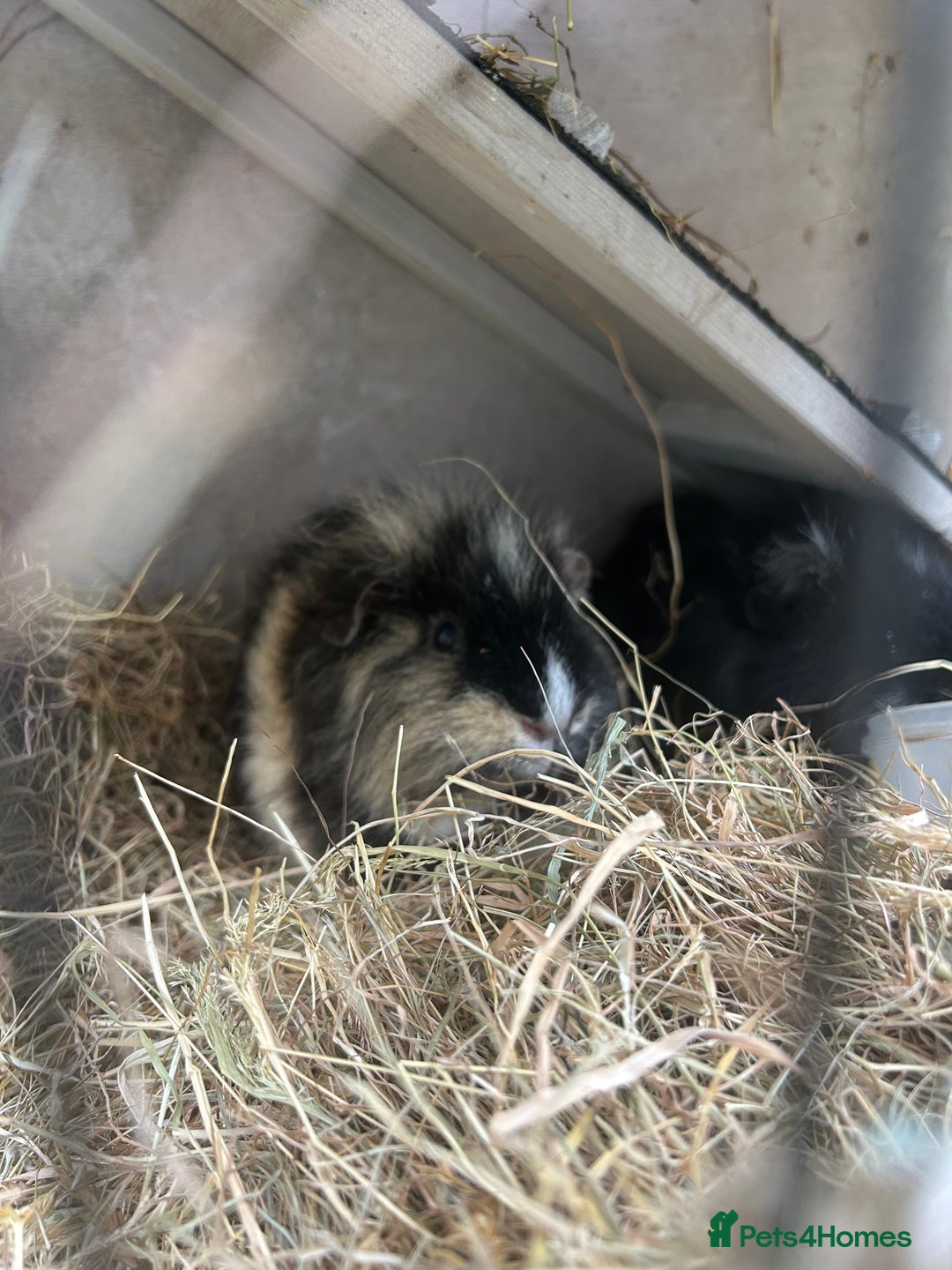Guinea Pig rodents for sale: 2 bonded Male Guinea Pigs - Image 4