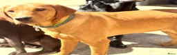 Labrador Retriever dogs for sale: Labrador pup sealing forever loving home - Advert 4