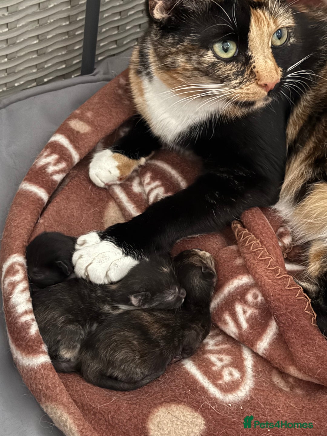 Mixed Breed cats for sale: Two very cheeky kittens left *Ready now* - Advert 5