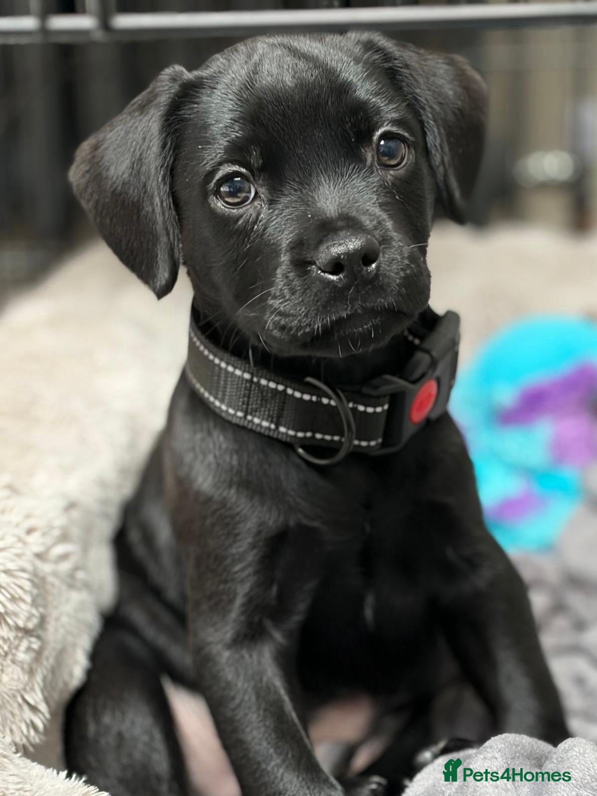 Mixed Breed dogs BEAUTIFUL FRENCHY LAB MIX MALE PUPPY - 11 WEEKS - Advert 2
