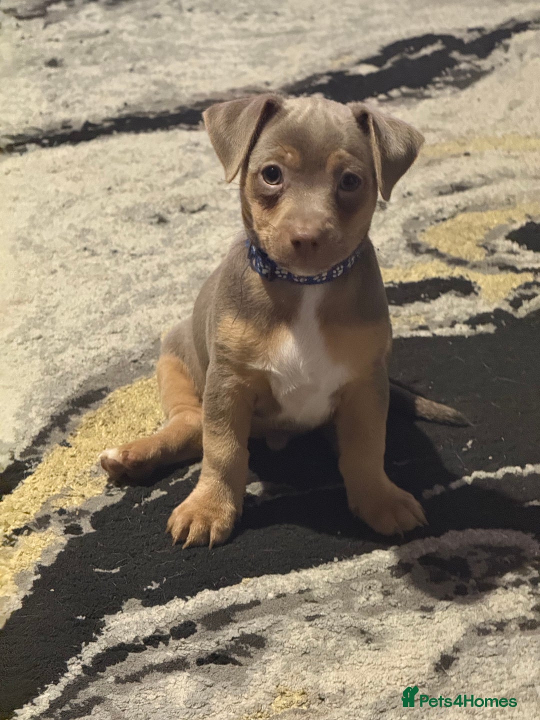 Jack Russell dogs for sale: Last male jack russell - Advert 2