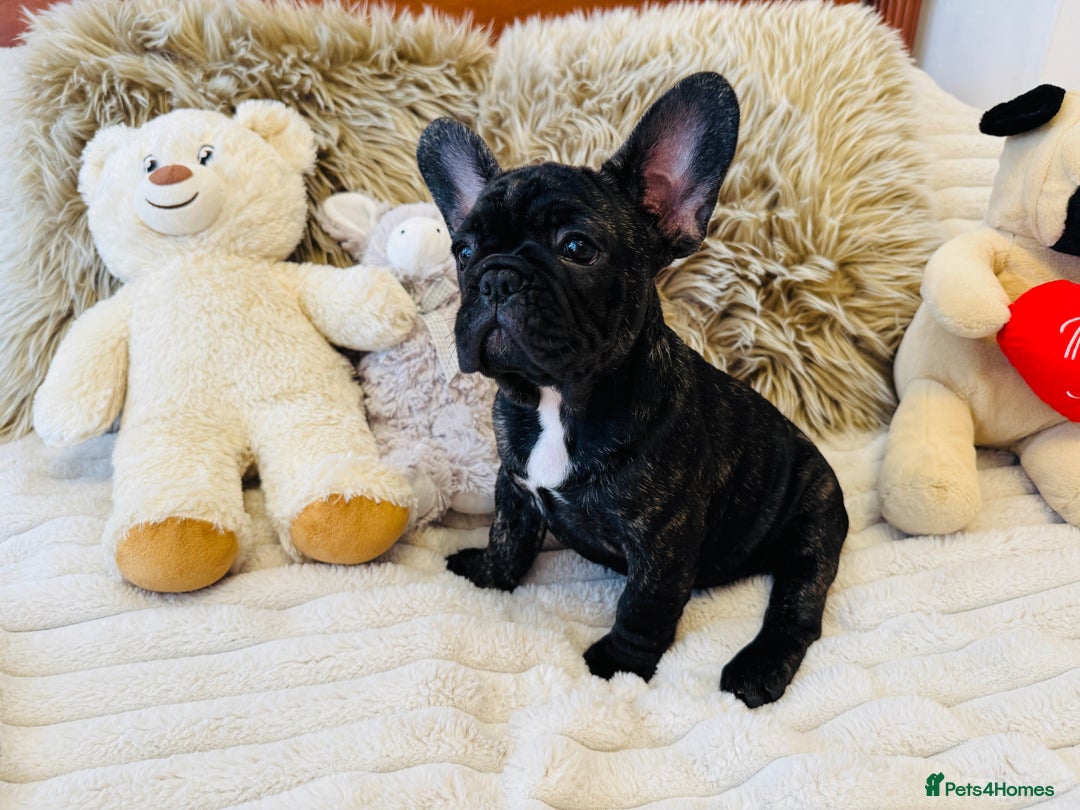 French Bulldog dogs for sale: 🏆KC registered, Standard French Bulldog Puppies🏆 - Image 24