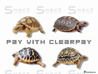 Tortoise reptiles TORTOISE BABIES - Advert 3