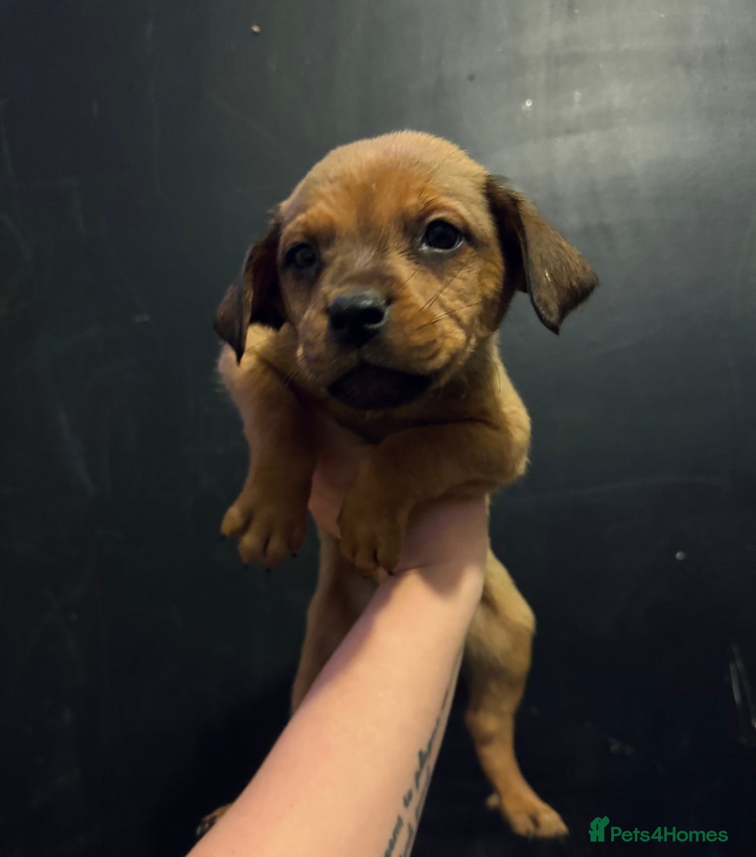 Mixed Breed dogs for sale: Rottie Bordeaux puppies - Advert 4