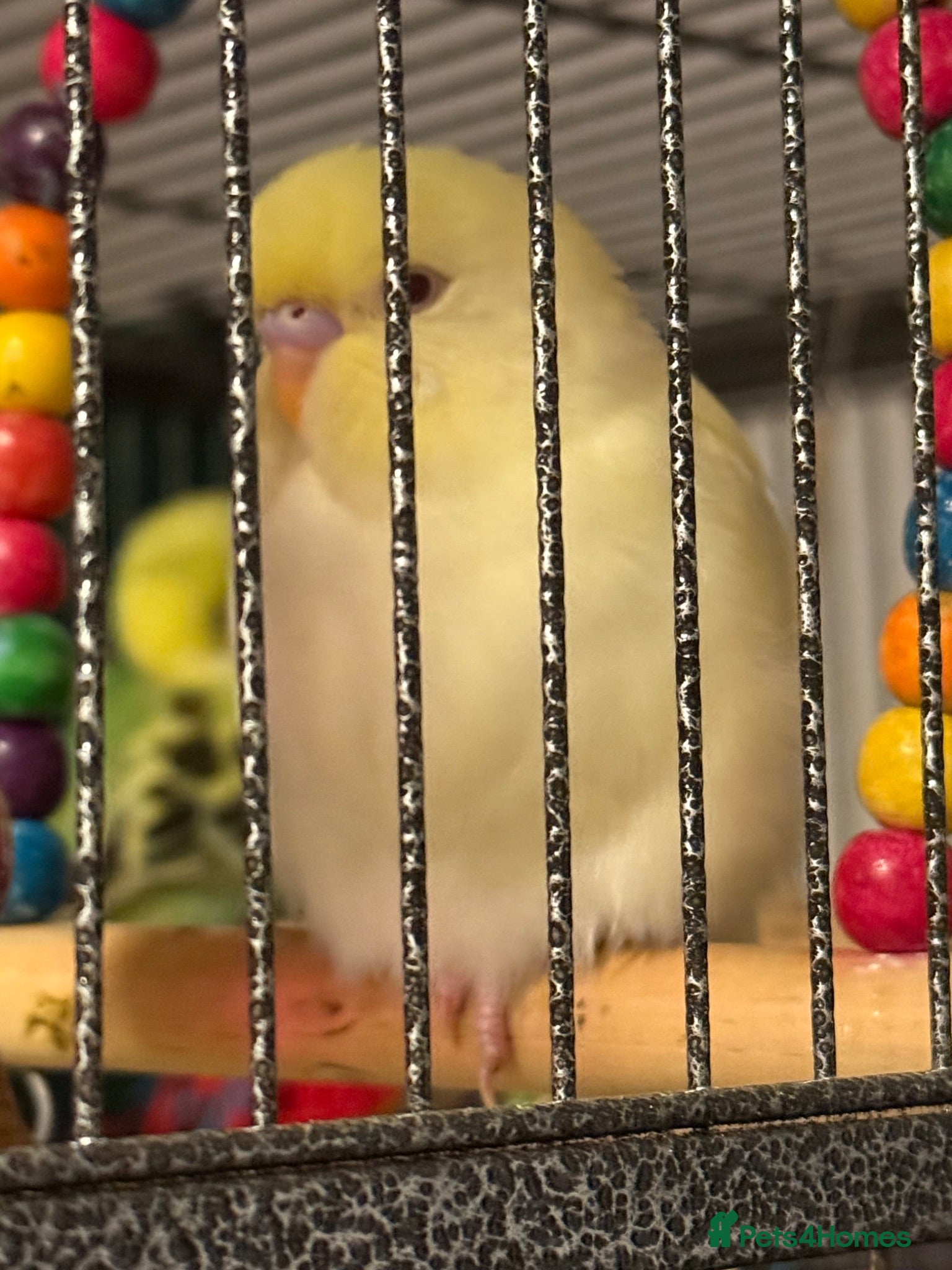 Budgerigars birds Pair 9 week old baby budgies available in Runcorn - Advert 2