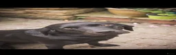 Labrador Retriever dogs for sale: Black Labrador Pups, KC Registered, 2 F, 1 M.  - Advert 1