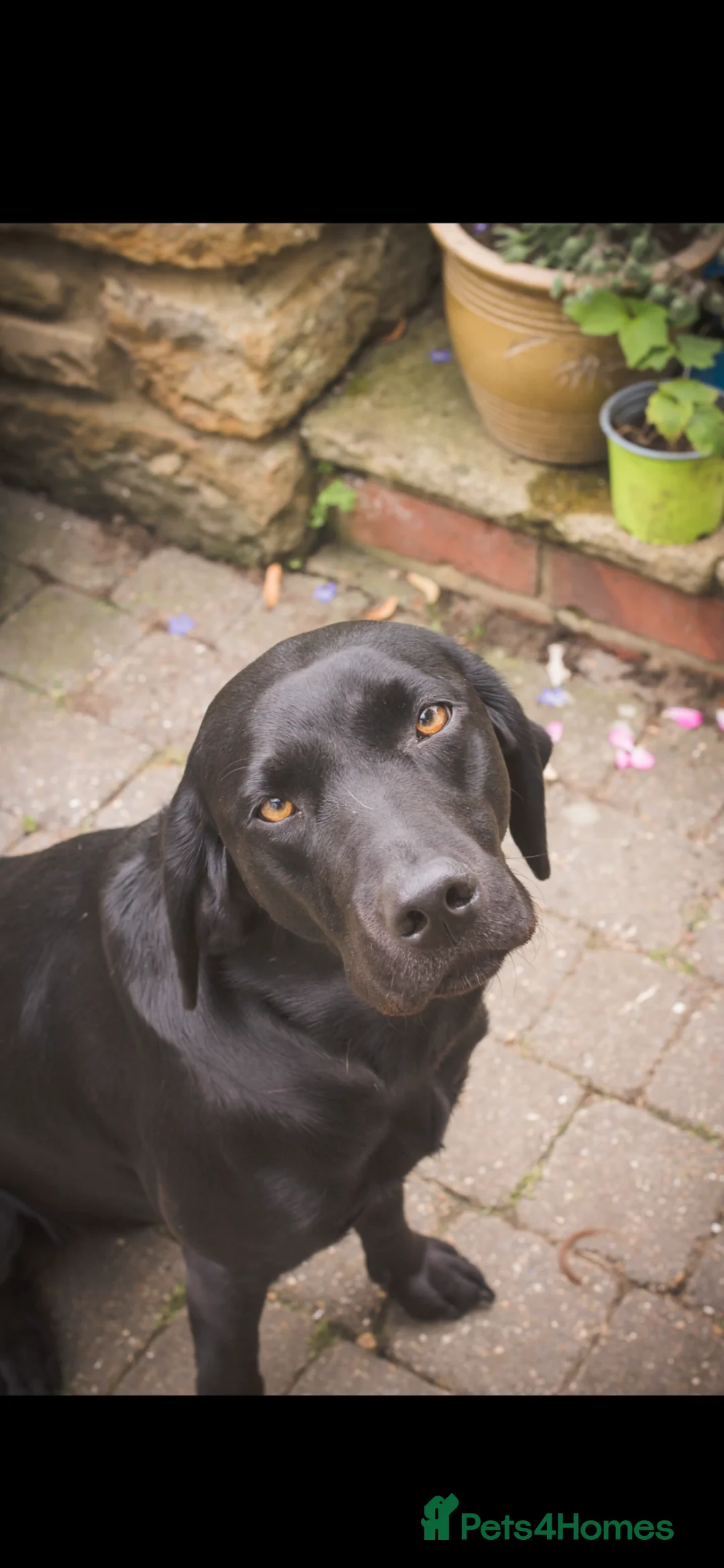 Labrador Retriever dogs for sale: Black Labrador Pups, KC Registered, 2 F, 1 M.  - Advert 1