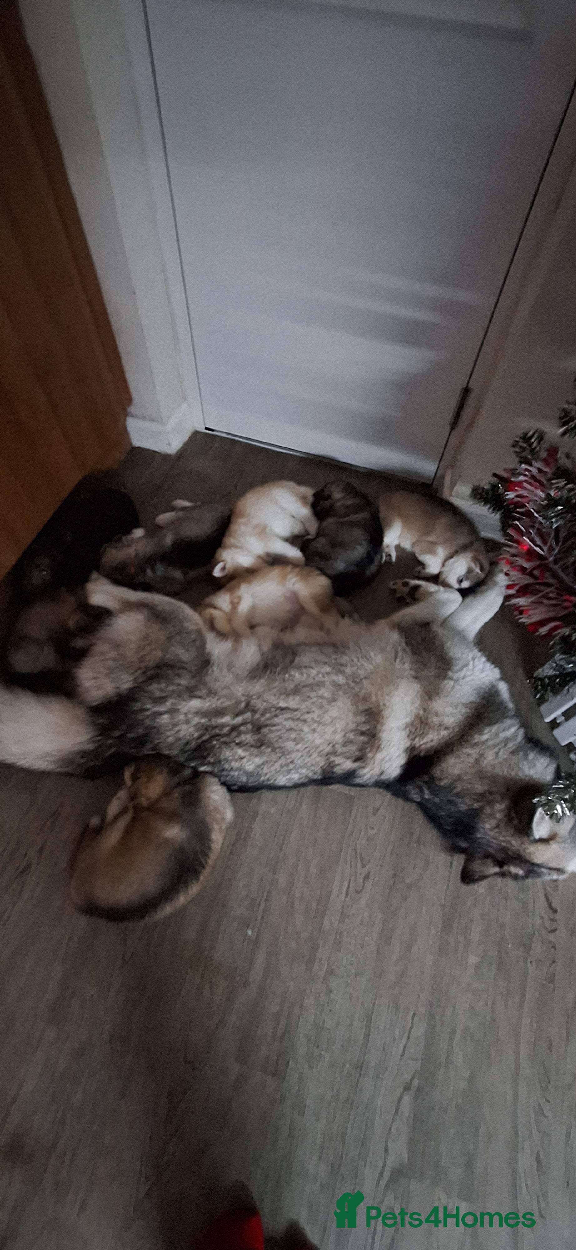 Mixed Breed dogs 10 Alaskan Shepherds for sale - Advert 4