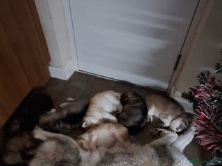 Mixed Breed dogs 10 Alaskan Shepherds for sale - Advert 4