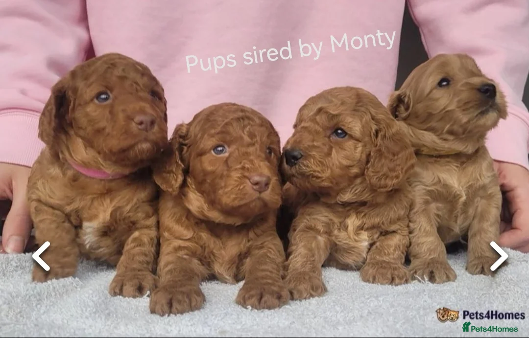 Toy Poodle dogs for stud: ☆Monty - KC Registered TOY POODLE ☆ in Lydney - Advert 22