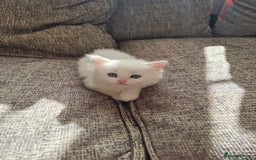 Domestic Shorthair cats for sale: Kittens for sale  - Image 7