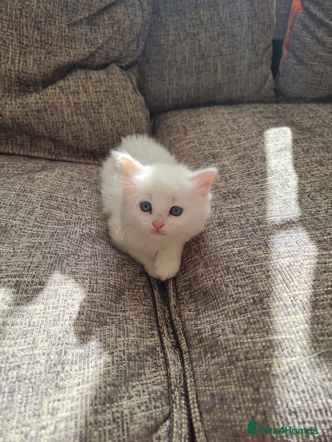 Domestic Shorthair cats for sale: Kittens for sale  - Image 7