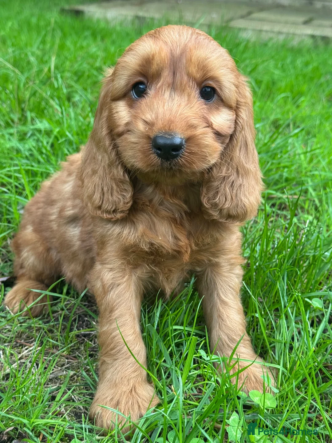 Cockapoo dogs for sale: FLUFFY F1 COCKAPOO PUPPIES HEALTH TESTED PARENTS - Advert 1
