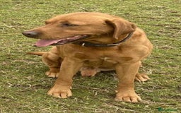 Labrador Retriever dogs for sale: Beautiful litter of KC labrador puppies  - Image 20