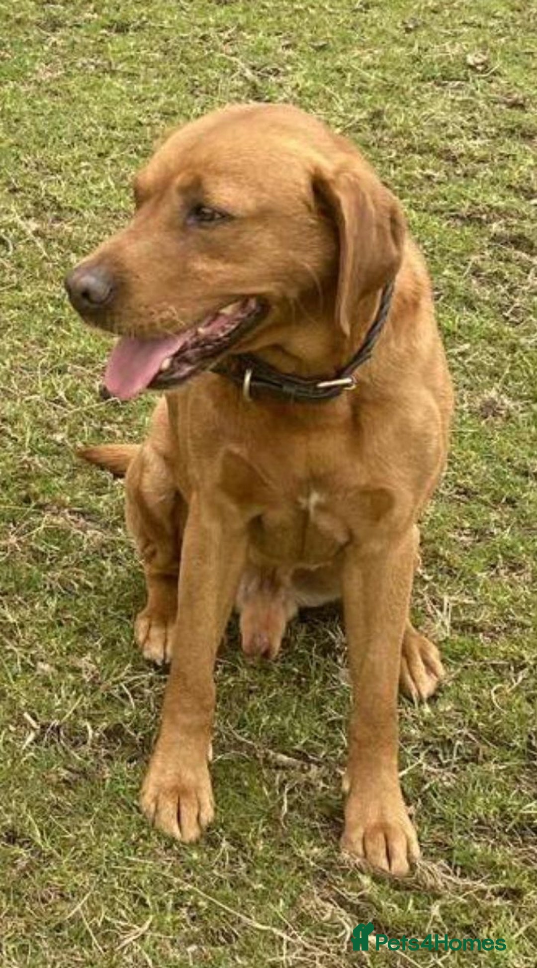 Labrador Retriever dogs for sale: Beautiful litter of KC labrador puppies  - Image 20