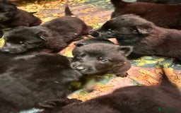 German Shepherd dogs for sale: KC Reg Working Line GSD pups. - Image 16