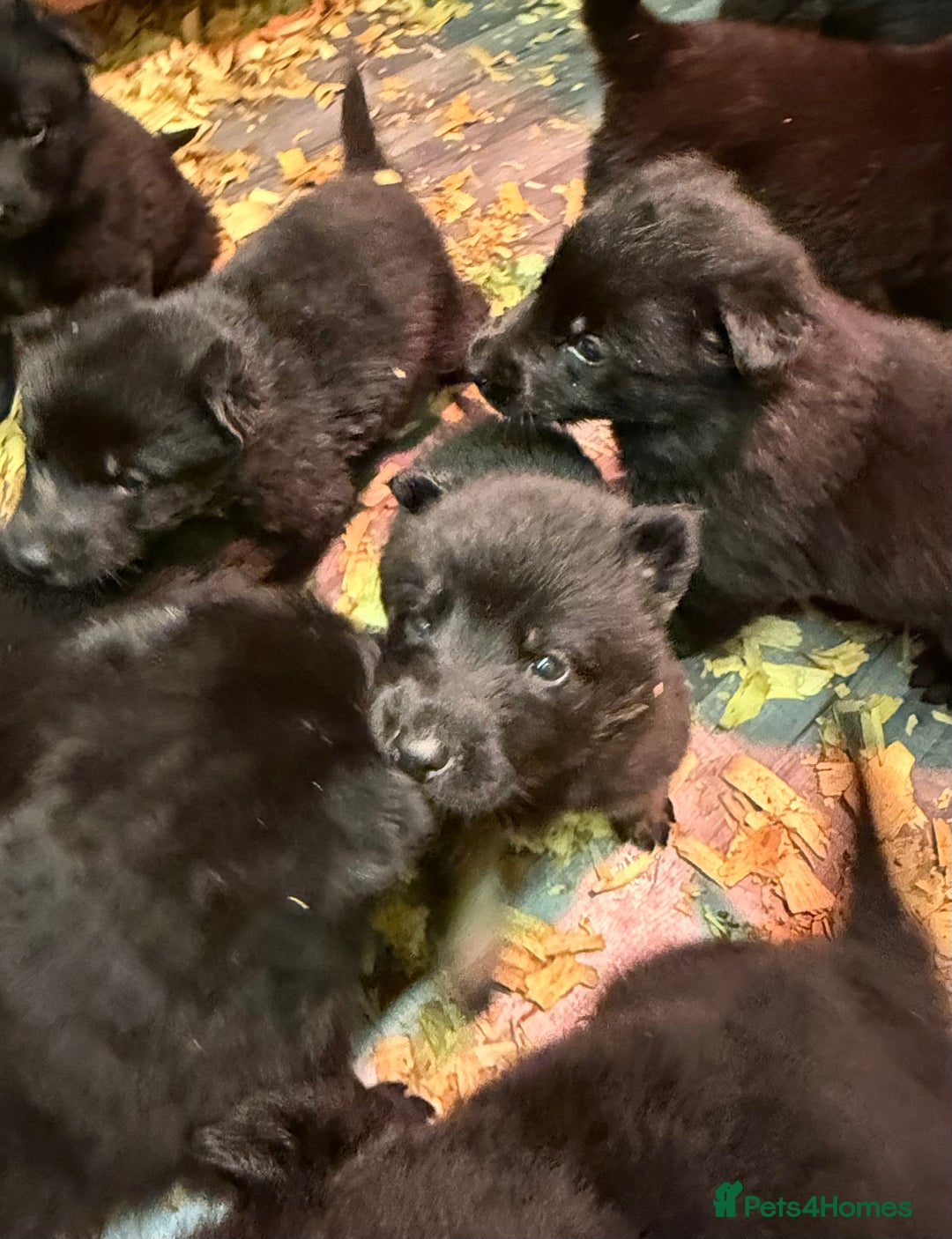 German Shepherd dogs for sale: KC Reg Working Line GSD pups. - Image 16