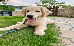 Golden Retriever dogs for sale: Daisy House Trained Retriever Healthy Puppy - Image 1