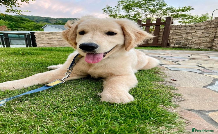 Golden Retriever dogs - Advert 1
