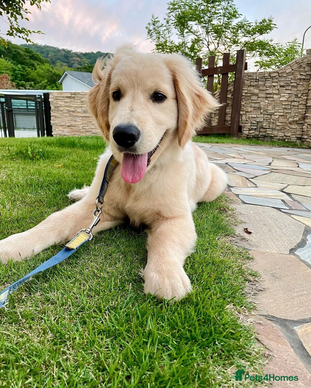 Golden Retriever dogs for sale: Daisy House Trained Retriever Healthy Puppy - Image 1