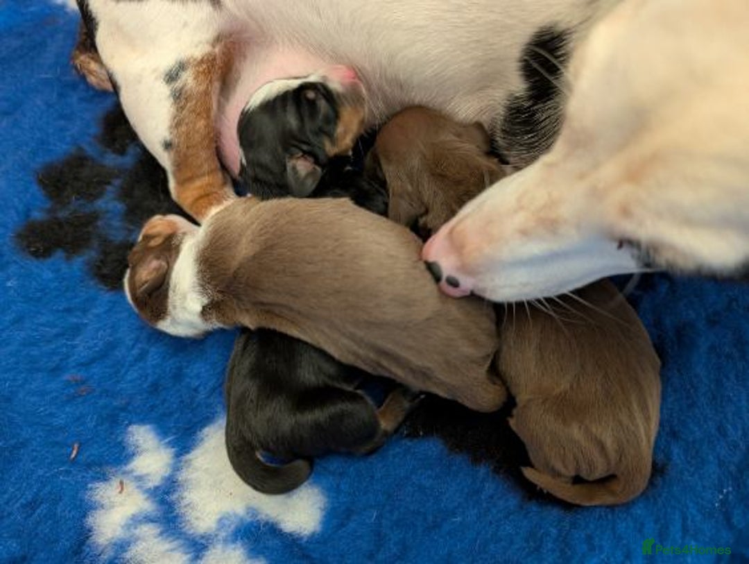 Miniature Dachshund dogs for sale: Gorgeous mini dachsunds puppy's - Image 3