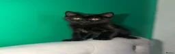 Scottish Fold cats for sale: 🖤Black Scottish Straight Girl🖤 - Advert 4