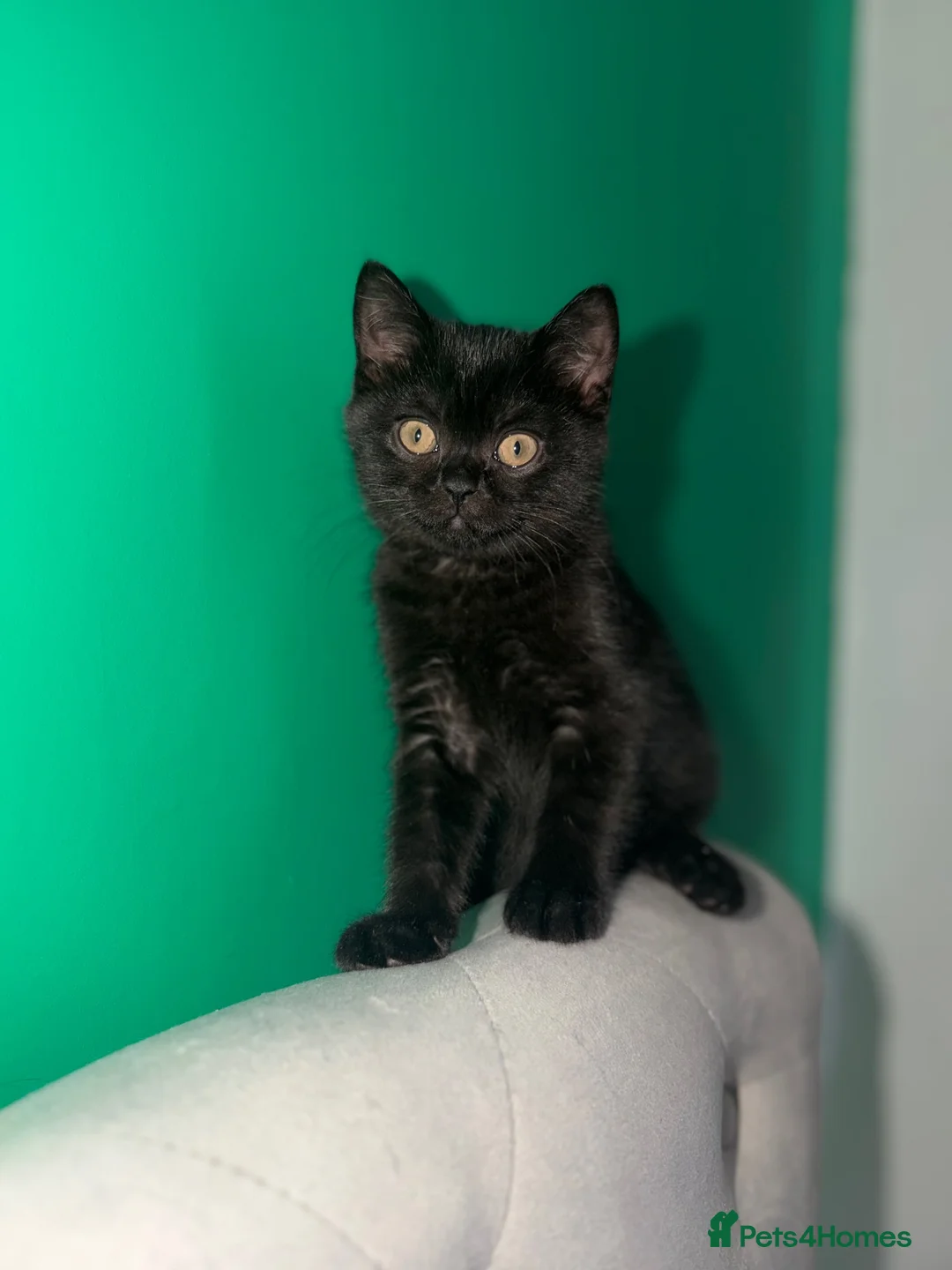 Scottish Fold cats for sale: 🖤Black Scottish Straight Girl🖤 - Advert 4