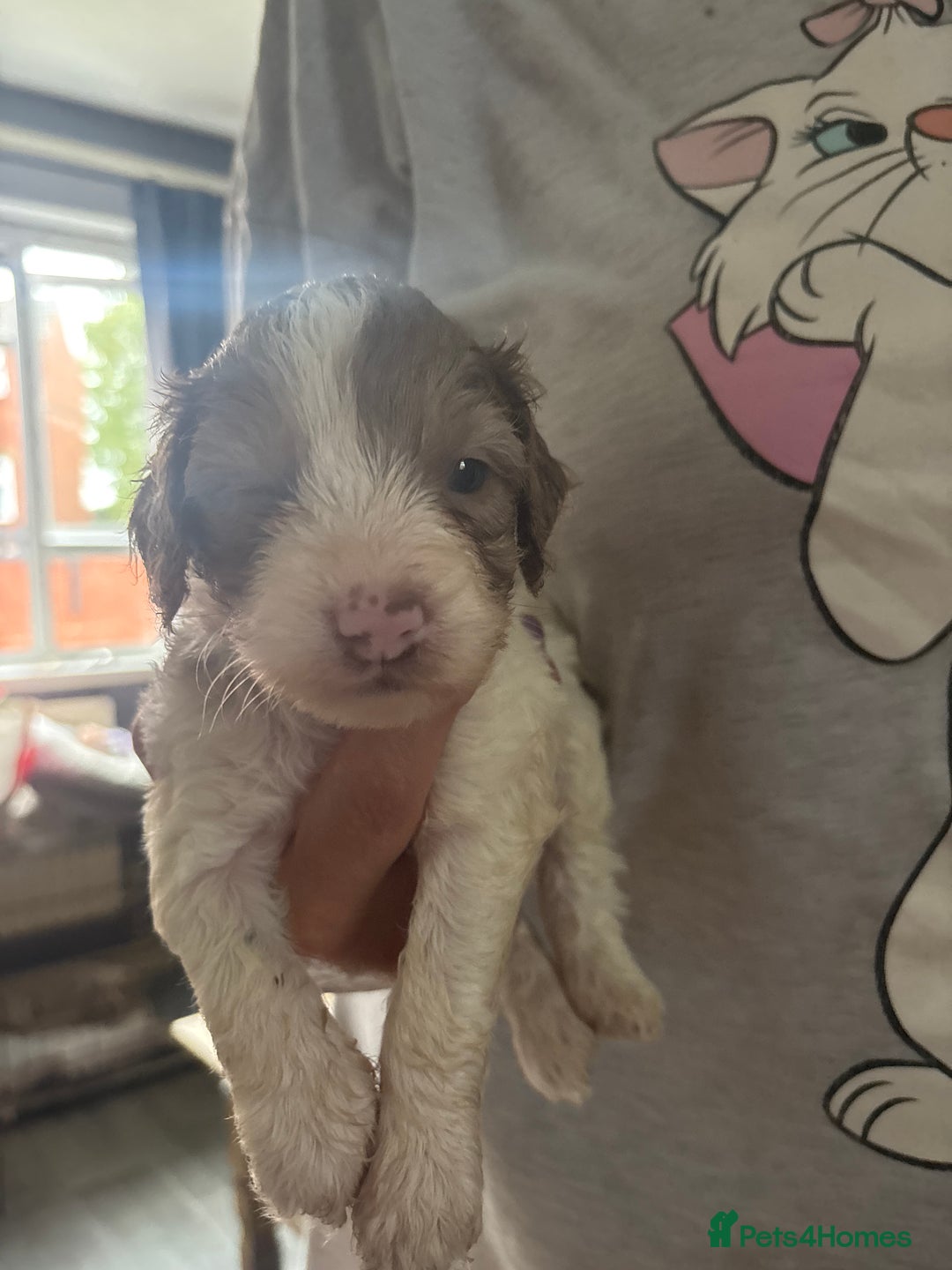Cockapoo dogs for sale: Merle cockerpoo puppies for sale  - Image 23