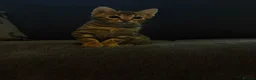 Bengal cats for sale: Stunning beautiful bengal kittens  - Advert 9