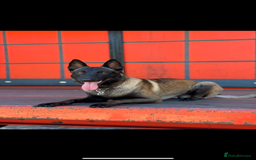 Belgian Shepherd Dog dogs for stud: Belgian Malinois Stud Male FCI - Image 3