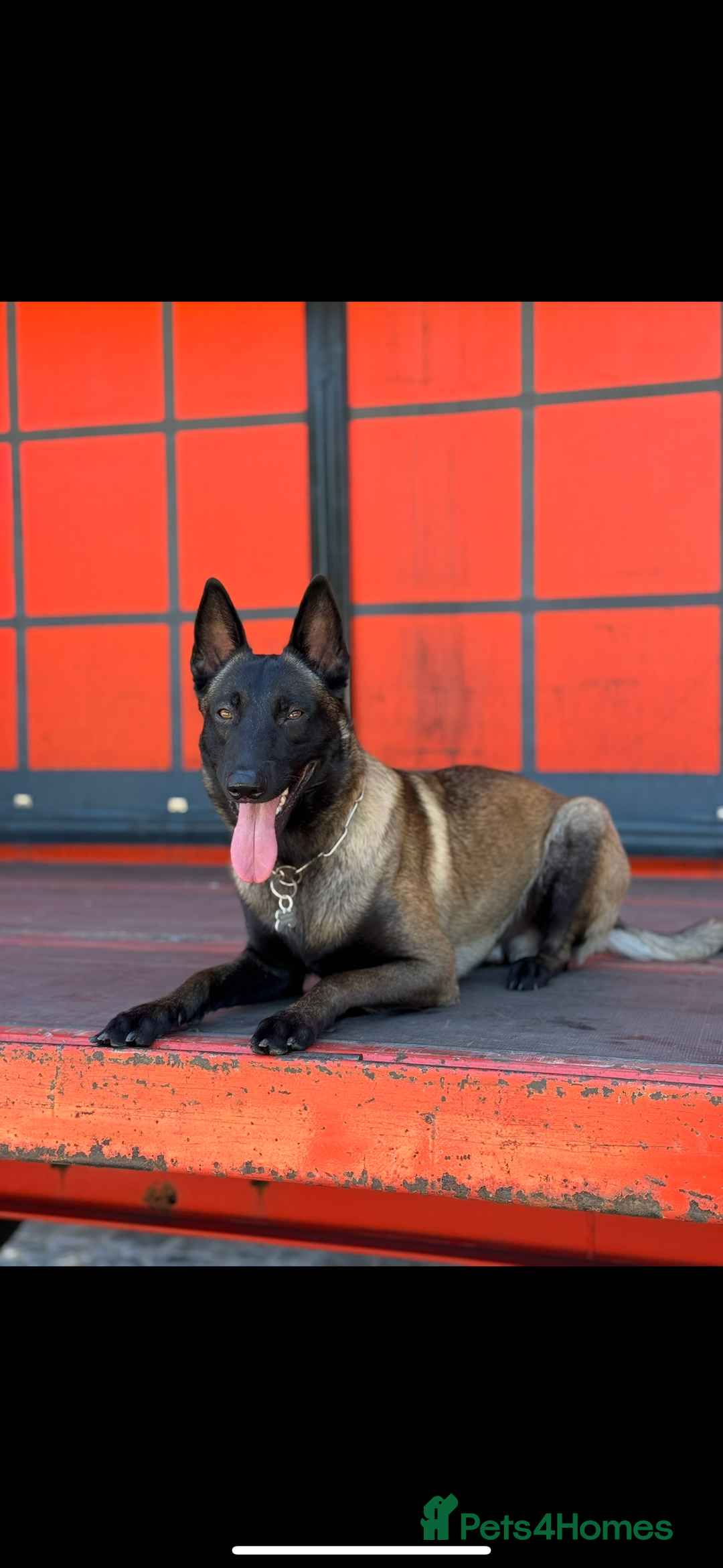 Belgian Shepherd Dog dogs for stud: Belgian Malinois Stud Male FCI - Image 3