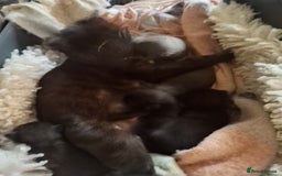 British Shorthair cats for sale: Pair of Female kittens black fluffy very friendly - Image 2