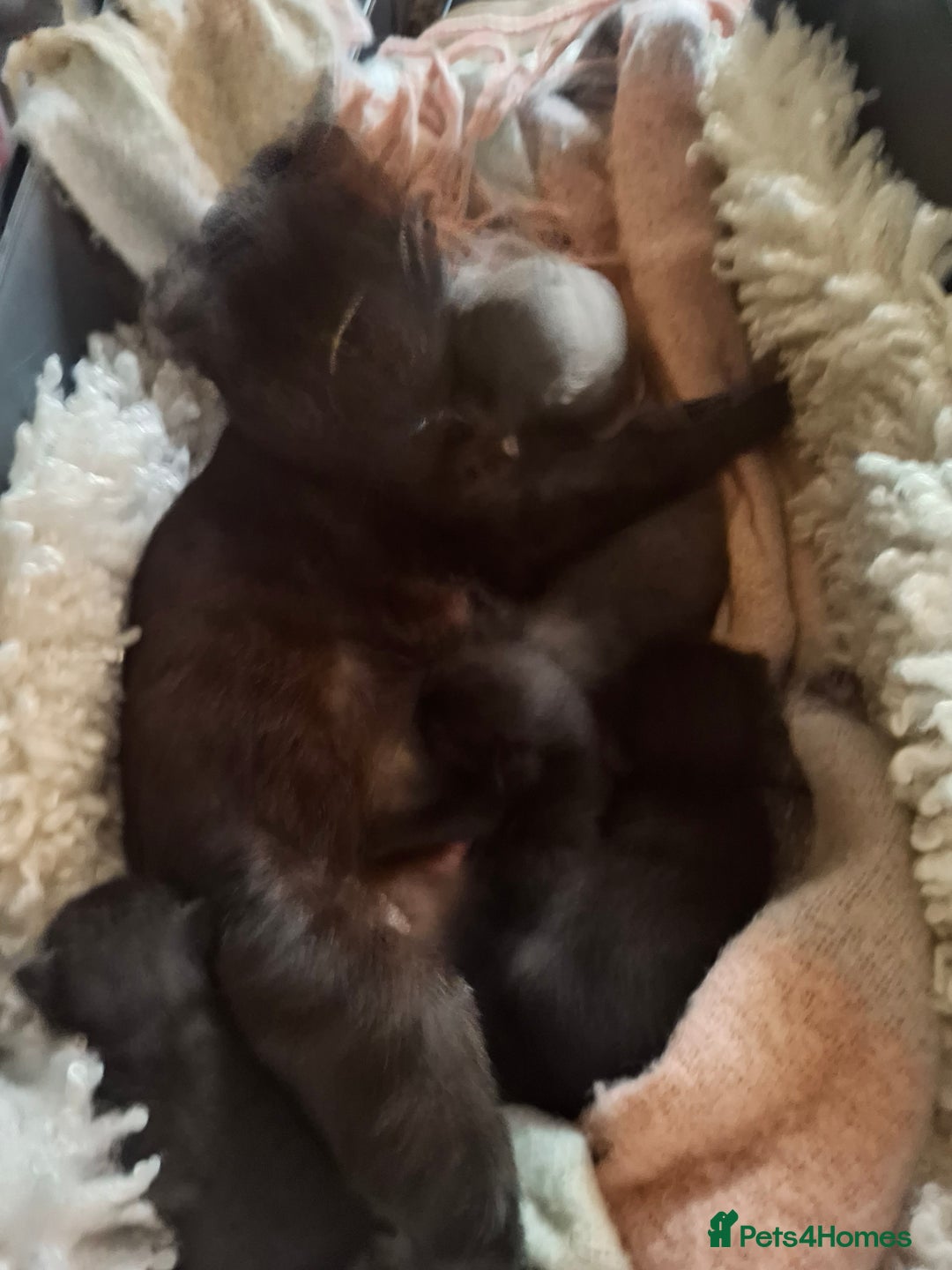 British Shorthair cats for sale: Pair of Female kittens black fluffy very friendly - Image 2