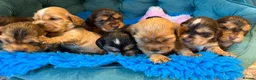 Cocker Spaniel dogs for sale: Outstanding show cocker spaniels - KC in Leicester - Advert 4