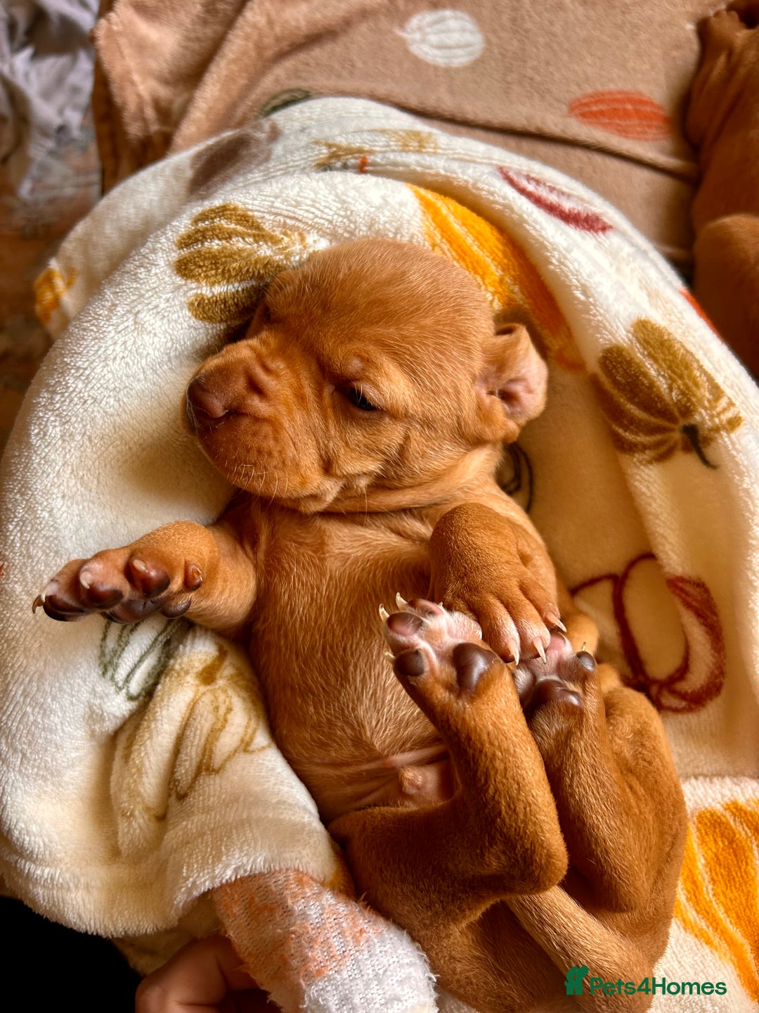 Hungarian Vizsla dogs for sale: Hungarian viszla puppies  - Image 9