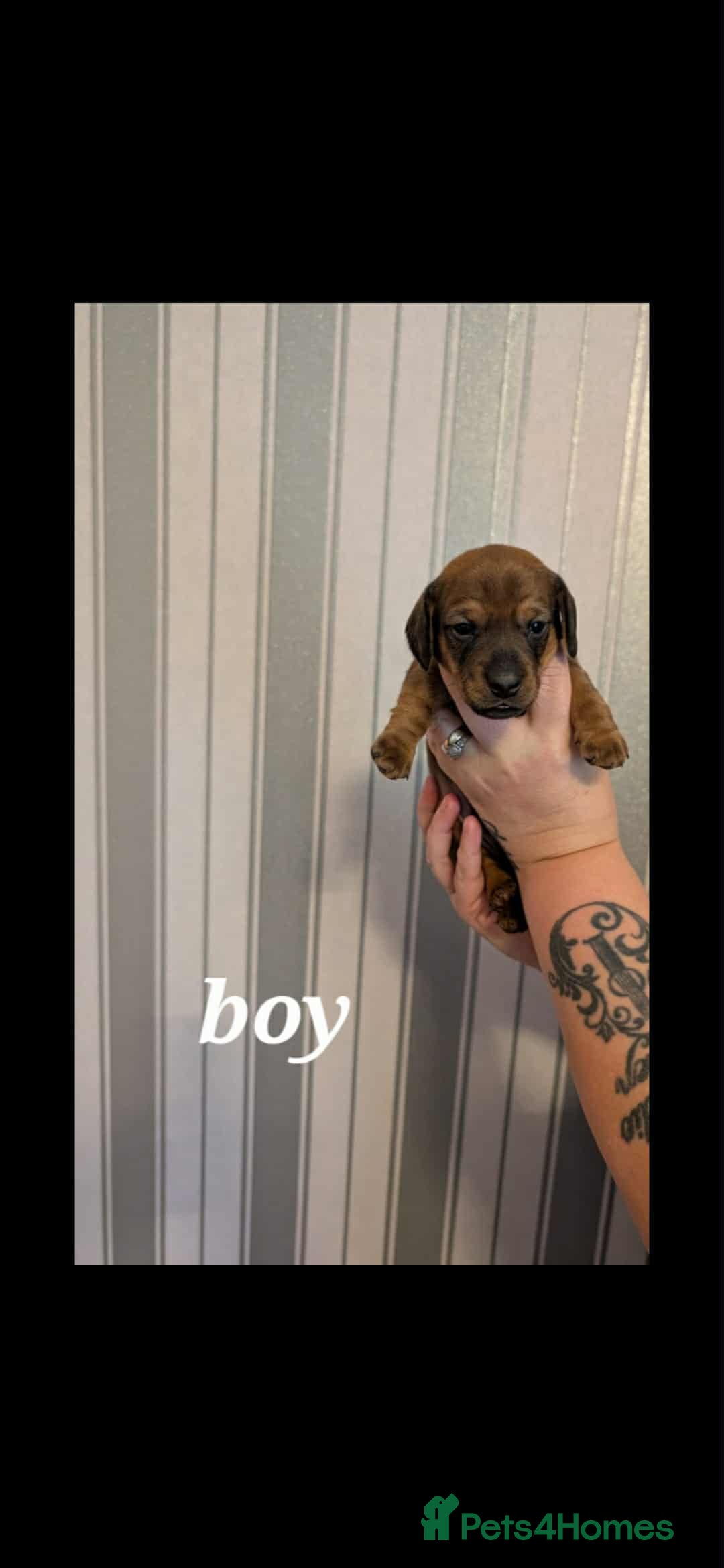 Miniature Dachshund dogs for sale: Miniature Dachshund Puppies For Sale  - Advert 3