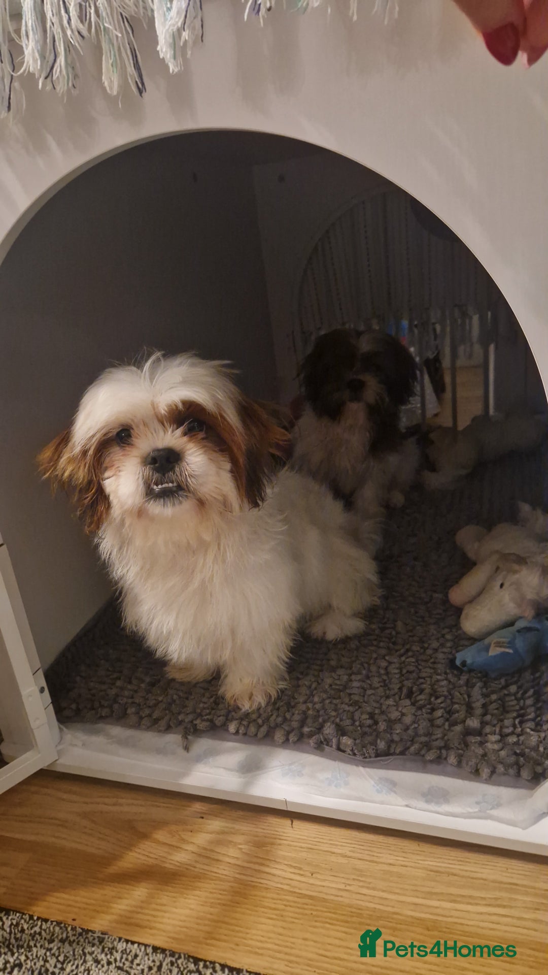 Shih Tzu dogs for sale: Shih tzu puppies  - Advert 13